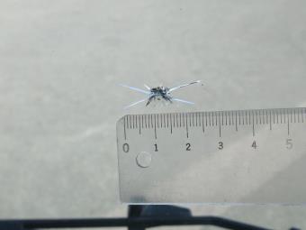 画像小 27枚目