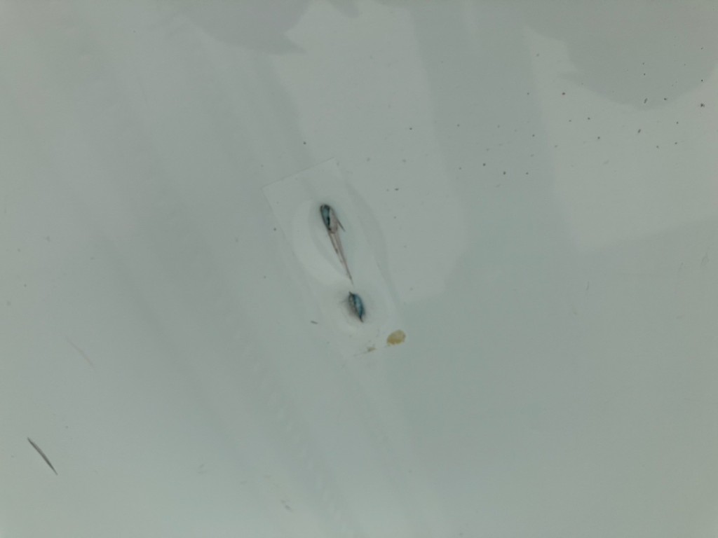 画像大 20枚目