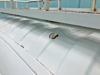 画像小 54枚目