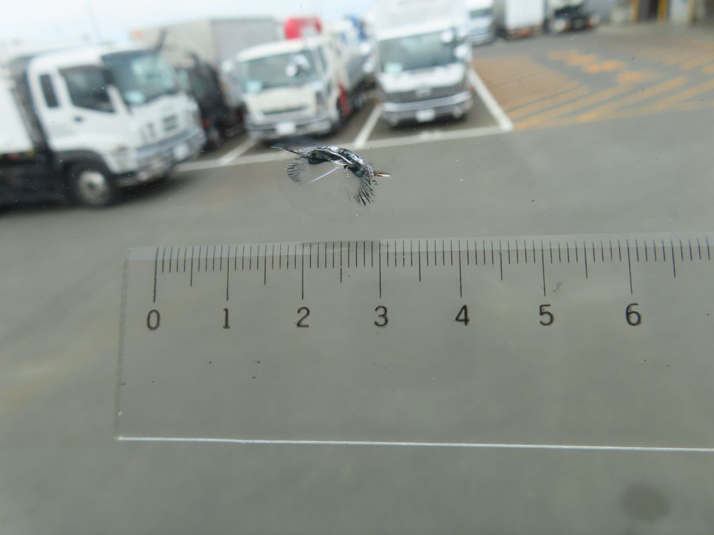 画像 10枚目