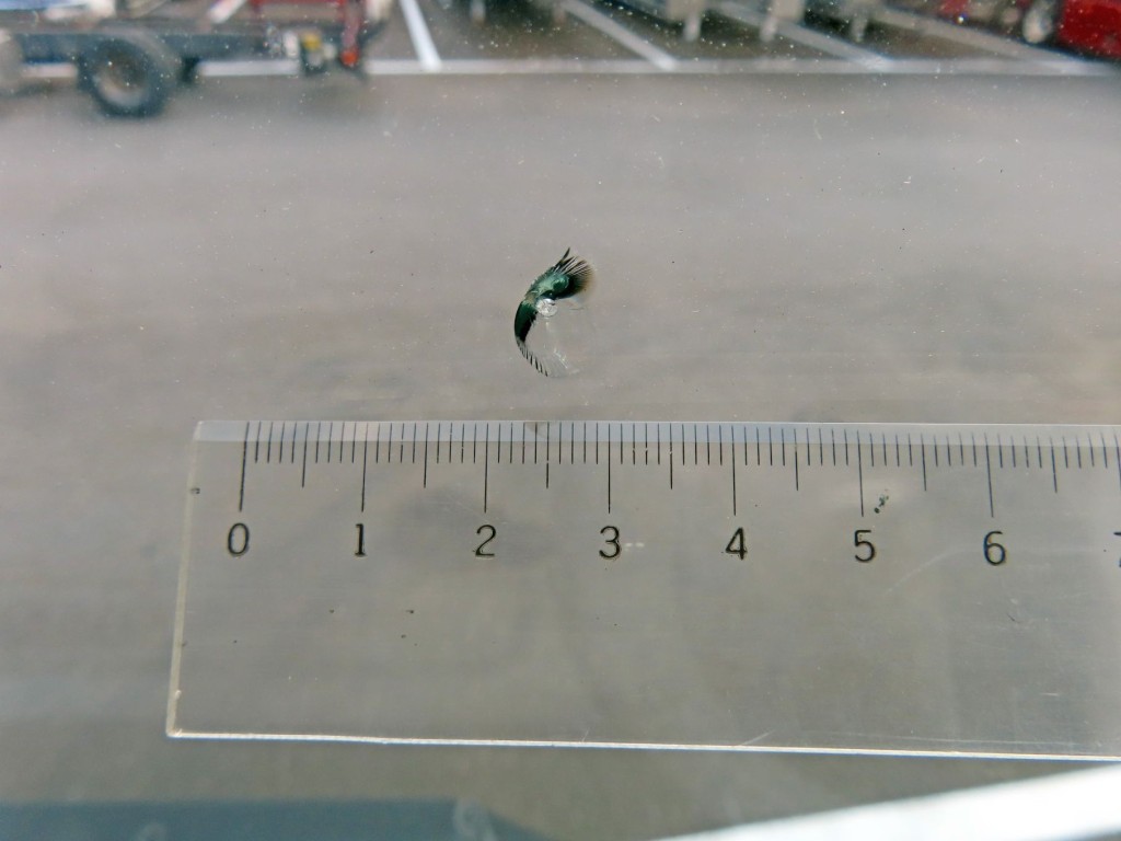 画像大 13枚目